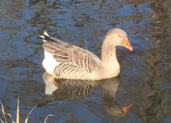 Graylag Goose (Domestic type) - ML187714821