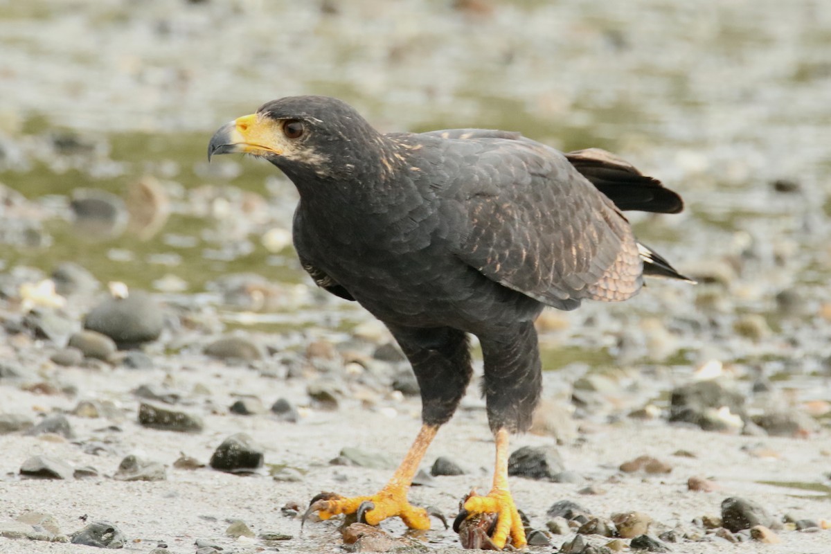 Common Black Hawk (Mangrove) - Luis Carlos García Mejía