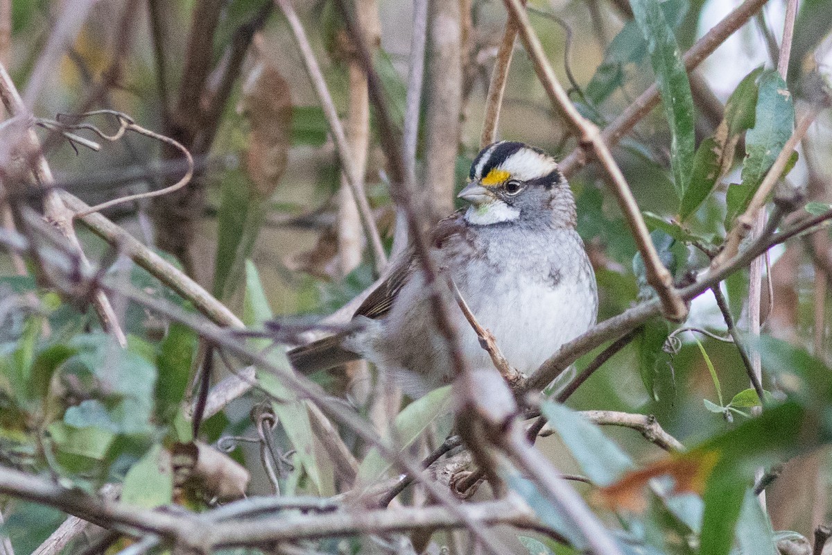 White-throated Sparrow - Tom Blevins