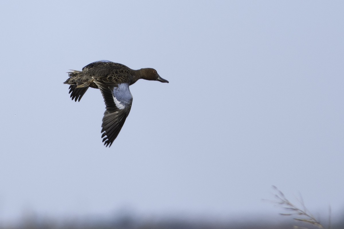 Cinnamon Teal - ML187719651