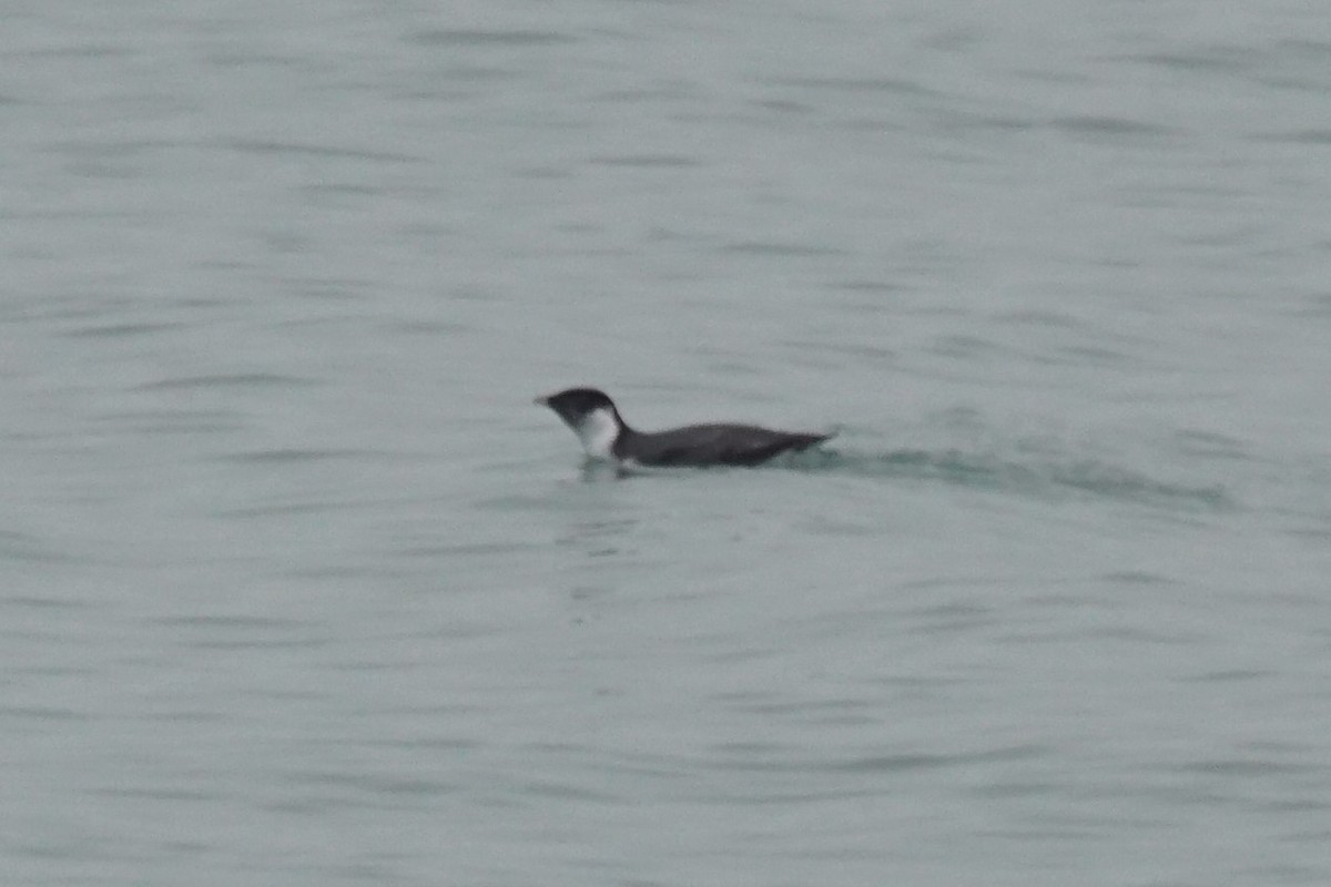 Ancient Murrelet - ML187720081