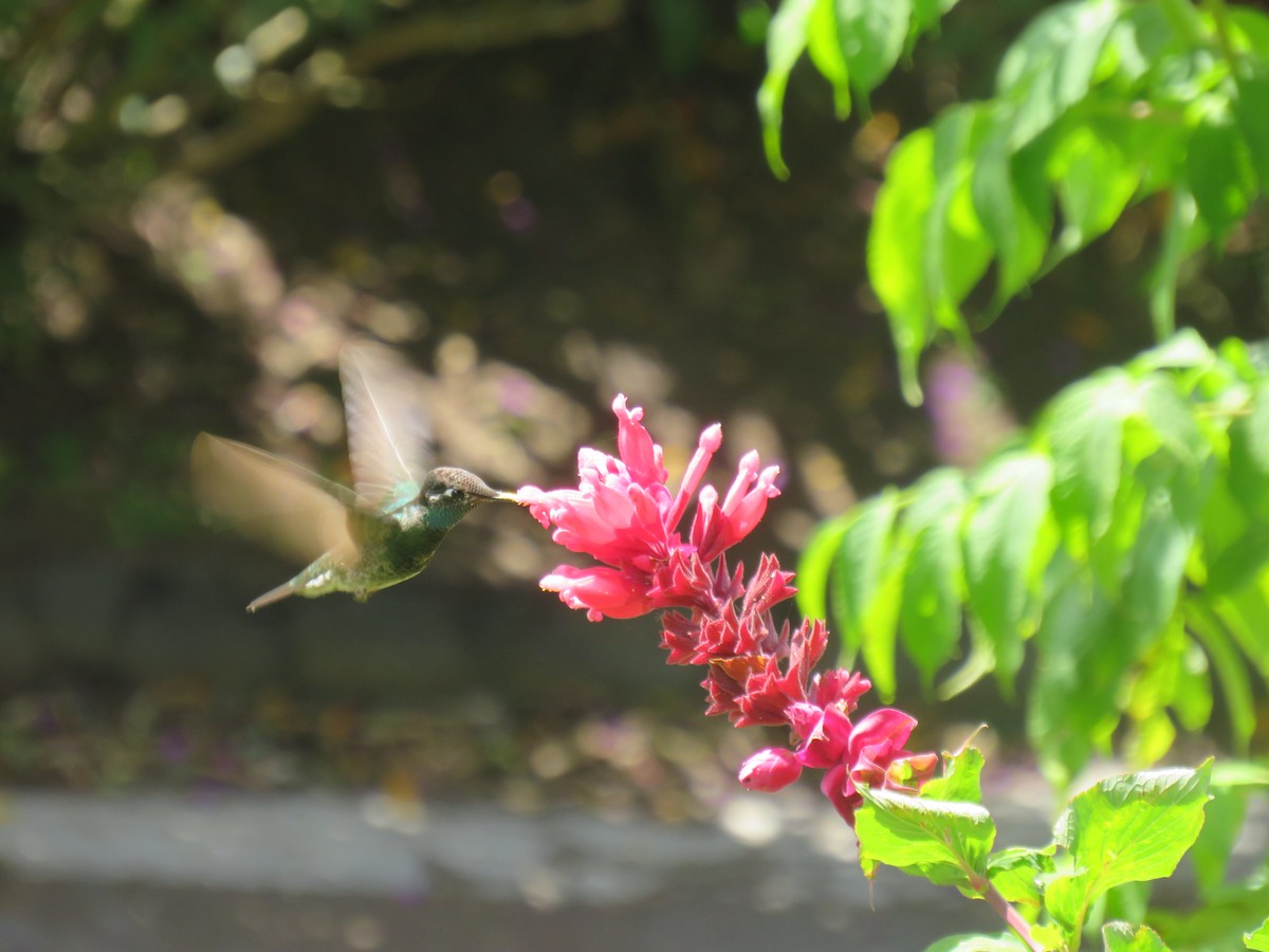 Rivoli's Hummingbird - ML187720761