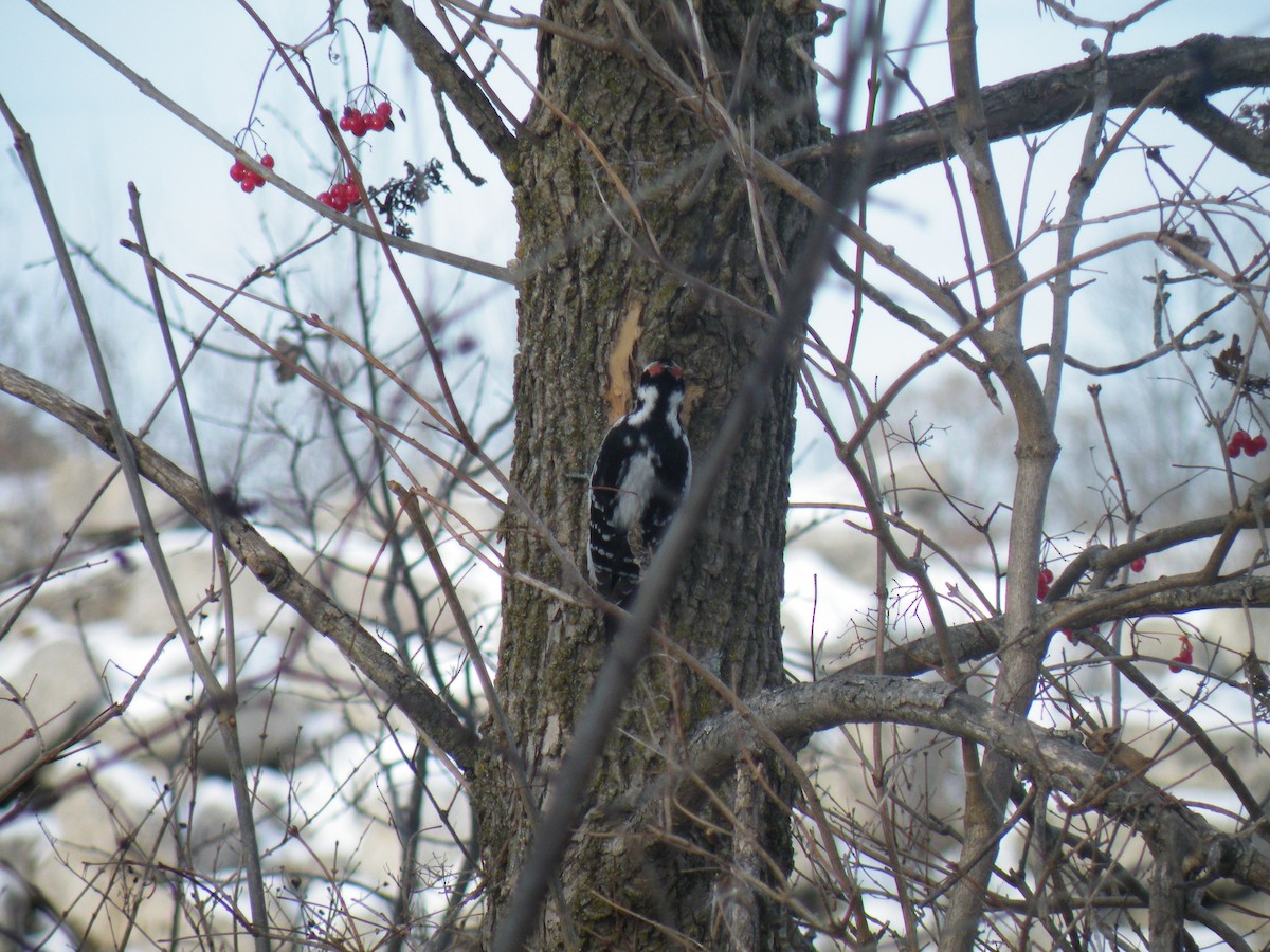 Hairy Woodpecker - ML187720981