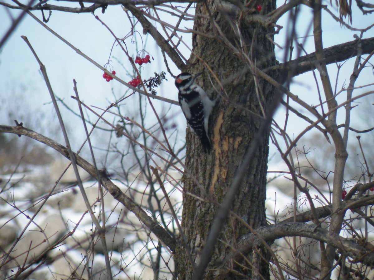 Hairy Woodpecker - ML187721881