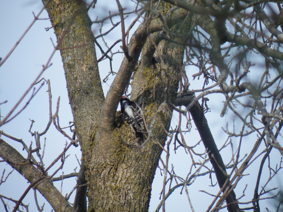 Hairy Woodpecker - ML187722041