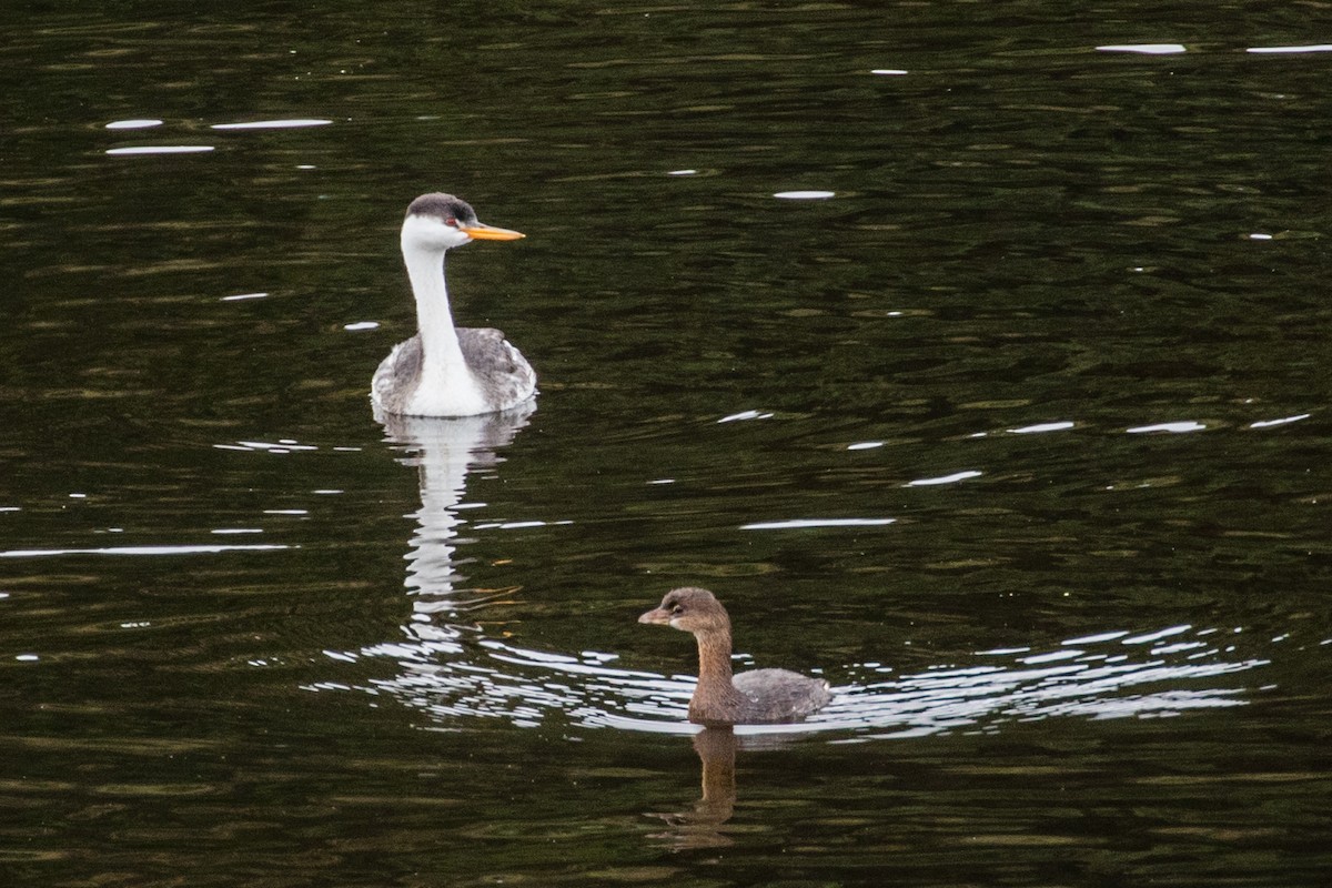 Clark's Grebe - ML187722061