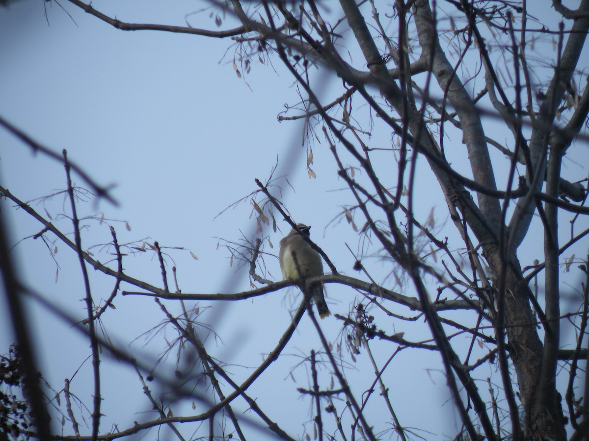 Cedar Waxwing - ML187722311