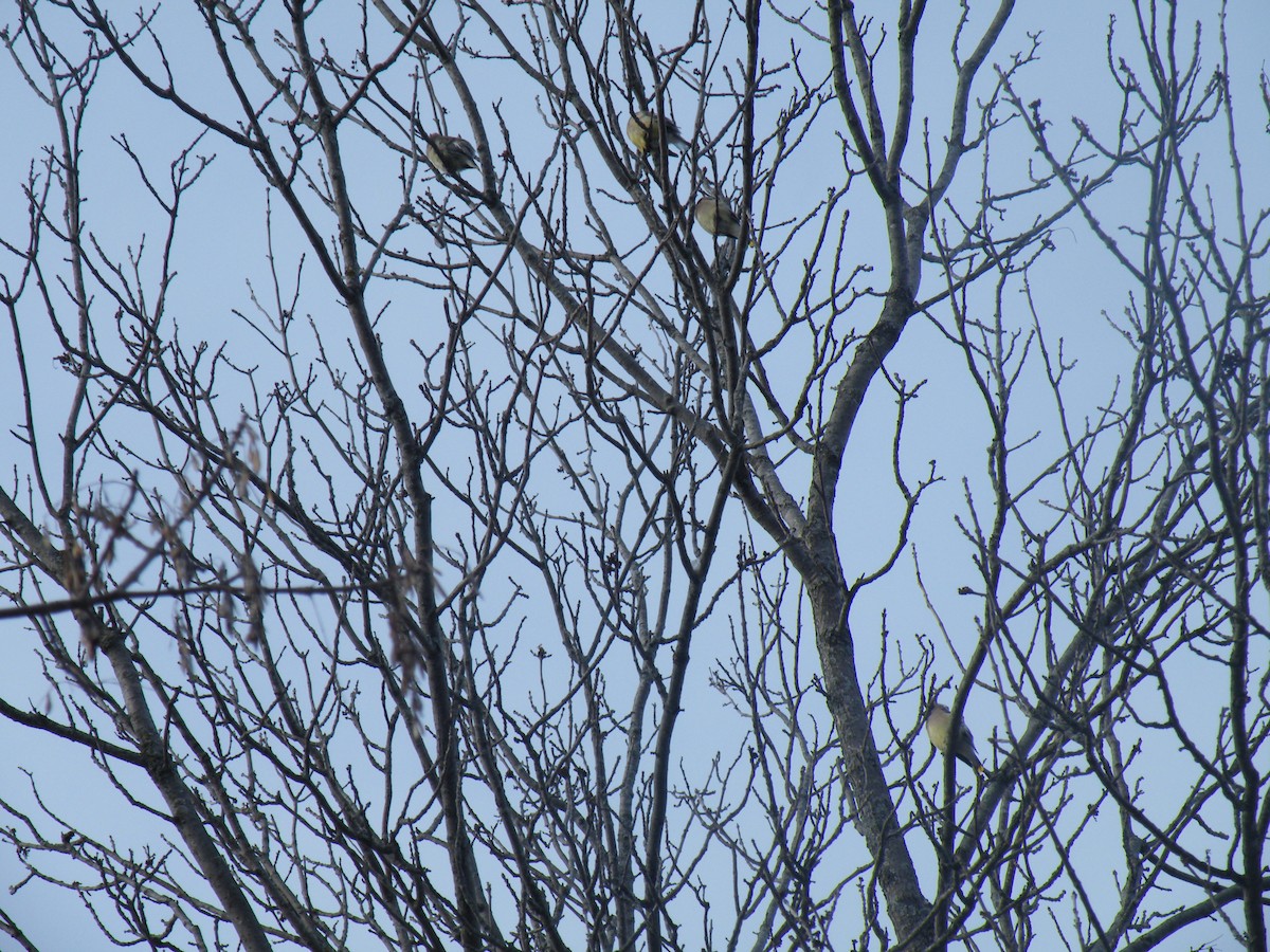 Cedar Waxwing - ML187722361