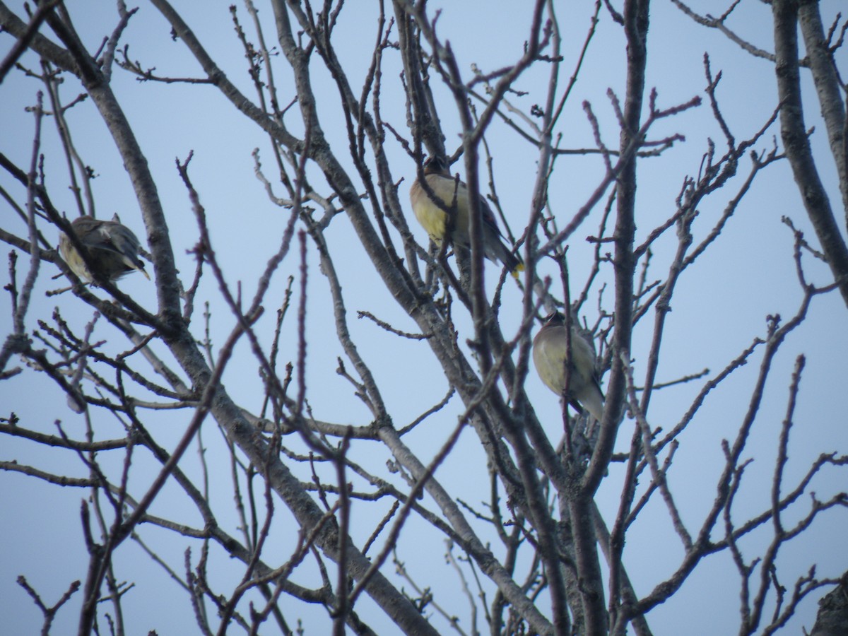 Cedar Waxwing - ML187722371