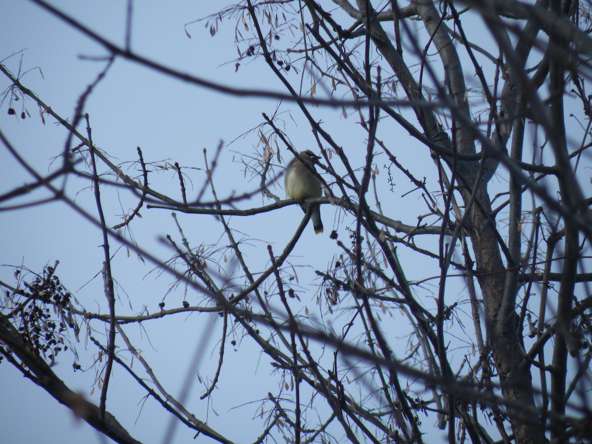 Cedar Waxwing - ML187722421