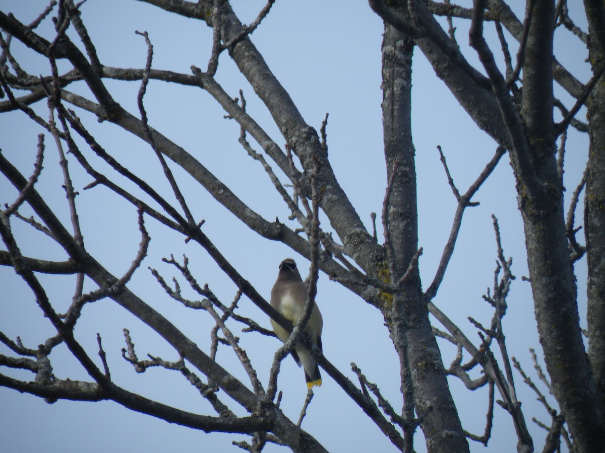 Cedar Waxwing - ML187722511