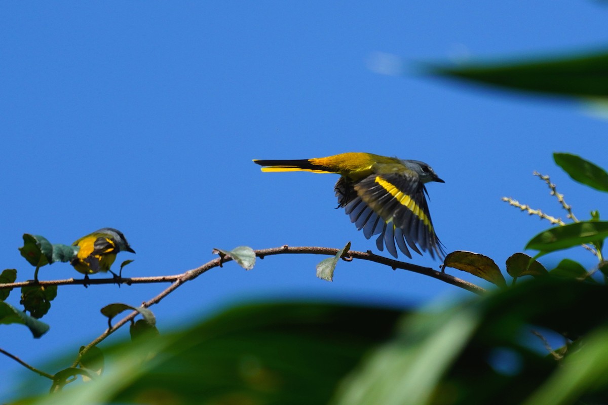 Gray-chinned Minivet - ML187722941