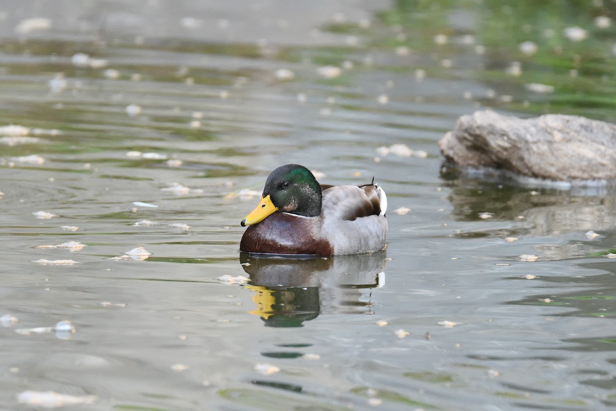 Canard colvert - ML187723511