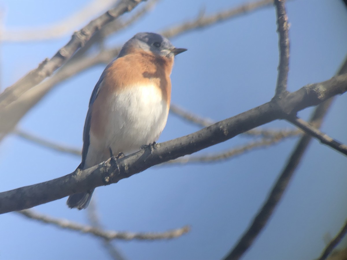Eastern Bluebird - ML187723901