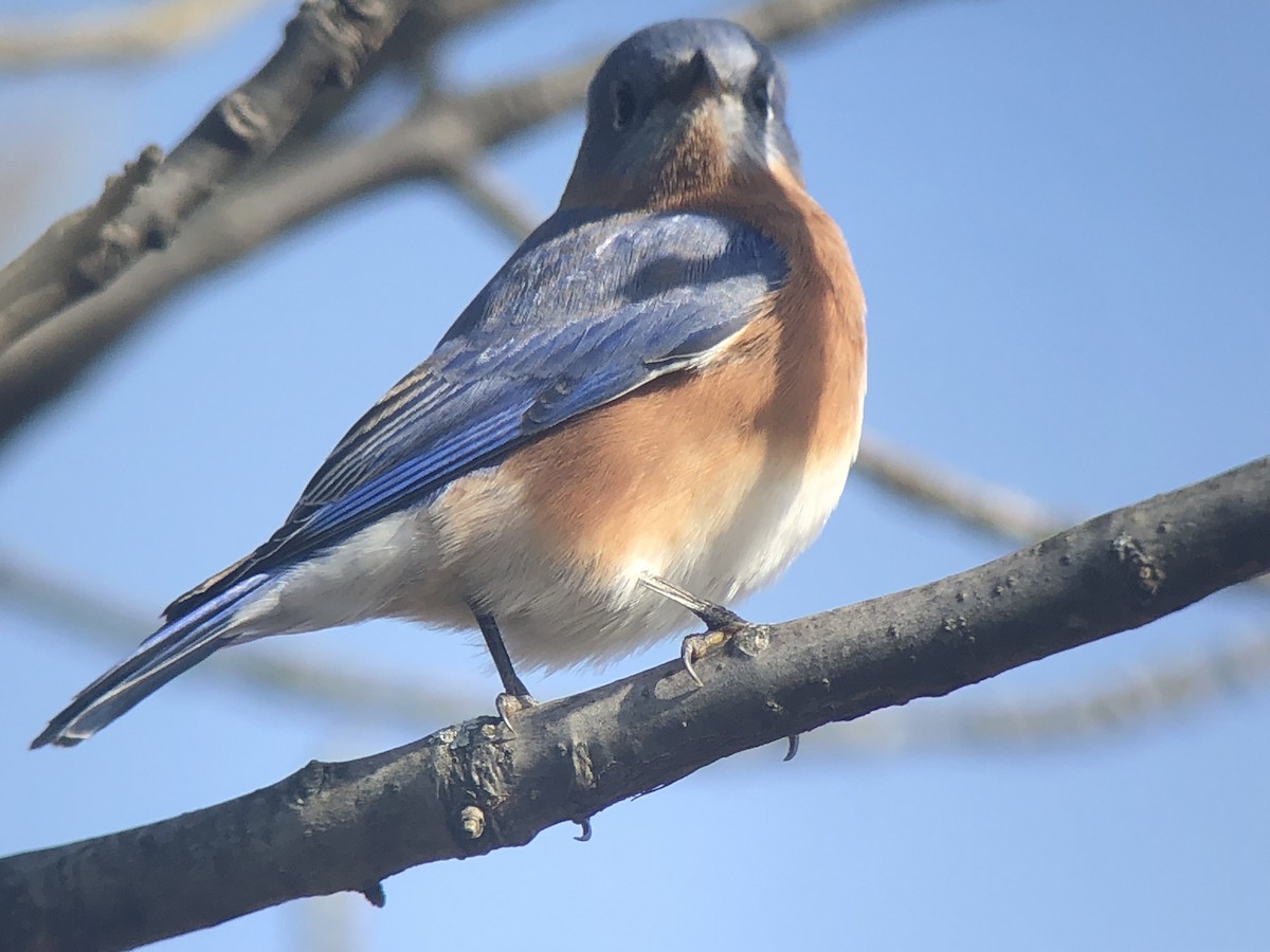 Eastern Bluebird - ML187723911
