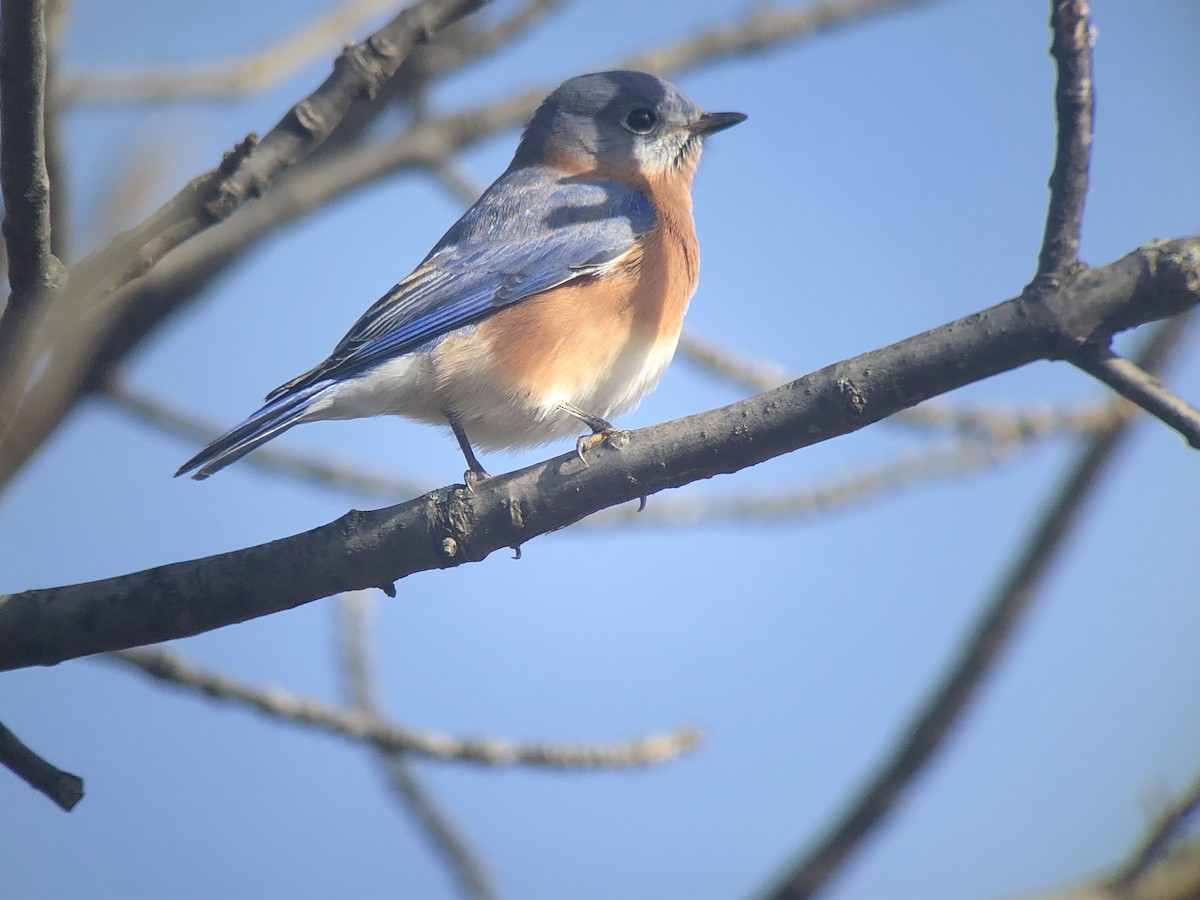 Eastern Bluebird - ML187723921