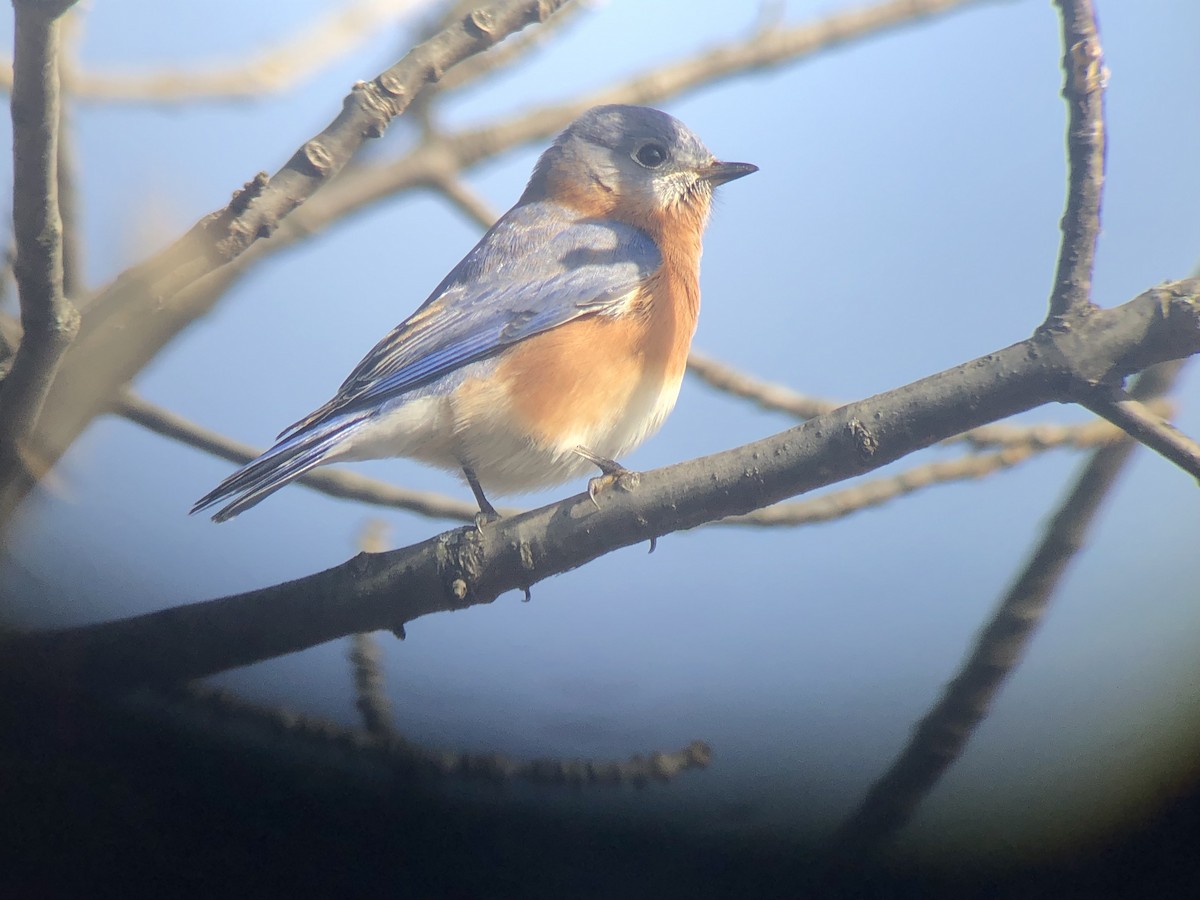 Eastern Bluebird - ML187723931