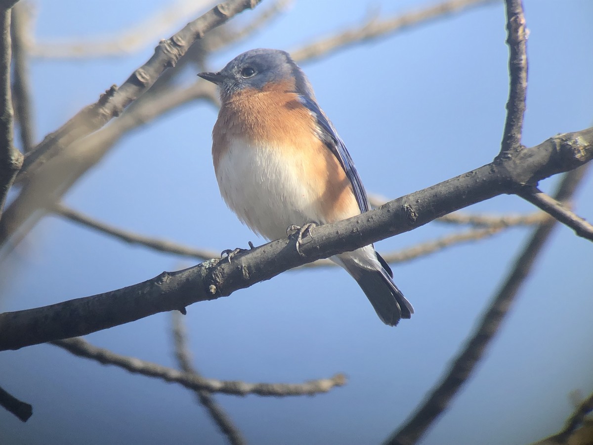 Eastern Bluebird - ML187723941