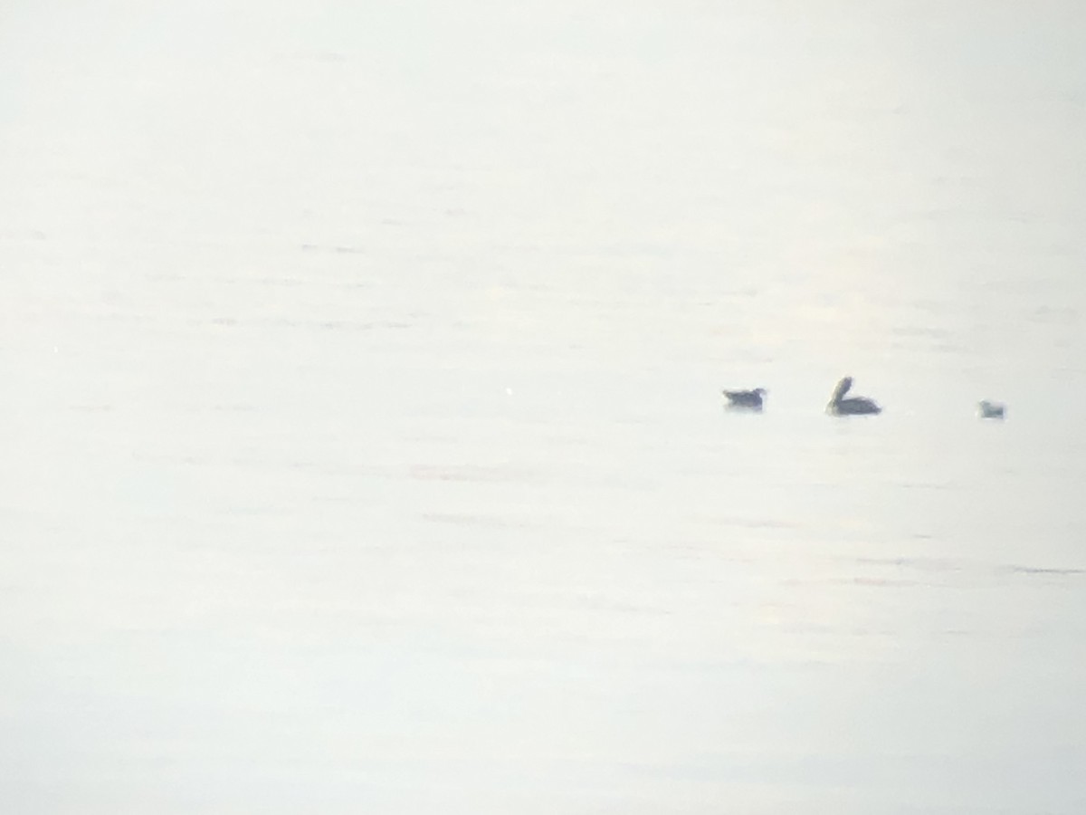 Brown Pelican - ML187723971