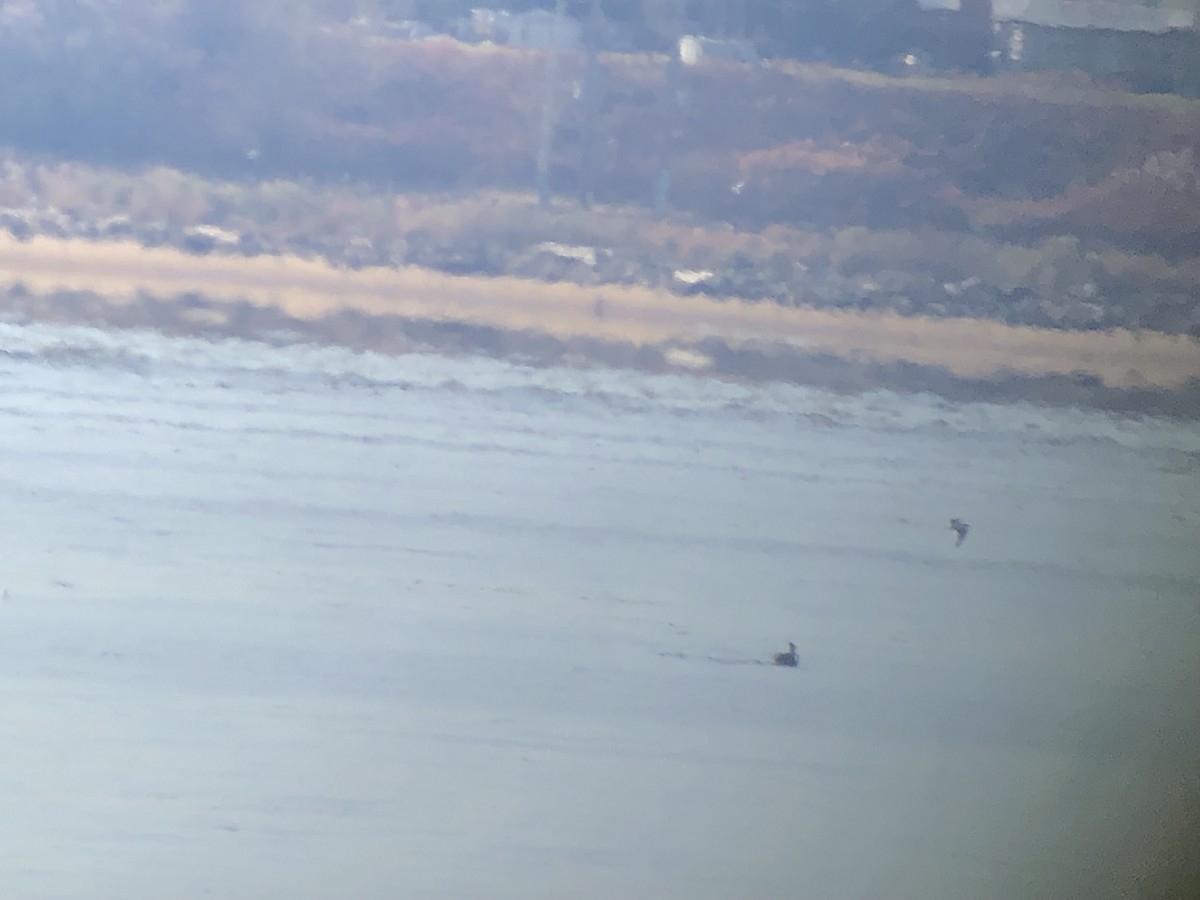 Brown Pelican - ML187723991