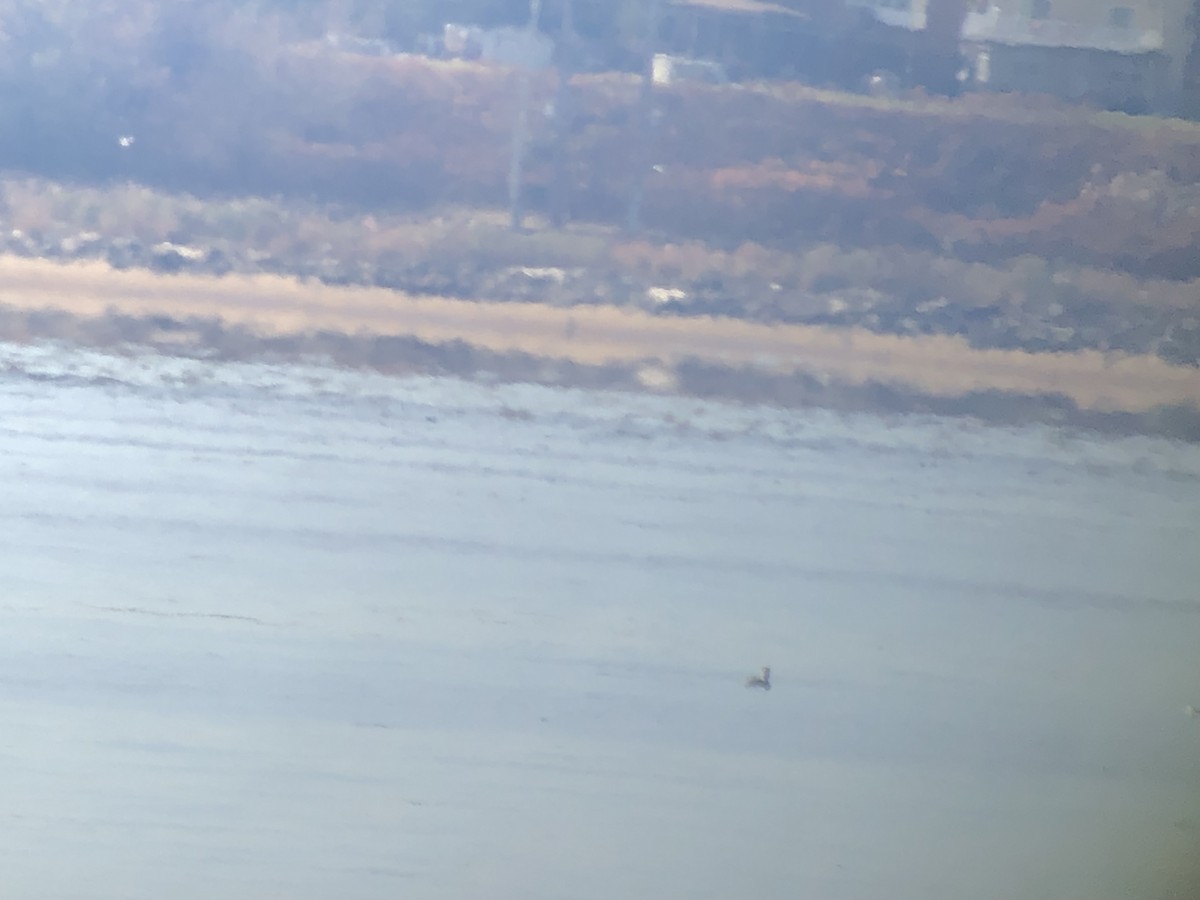 Brown Pelican - ML187724001