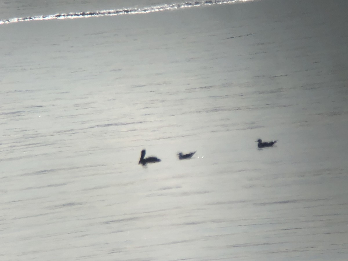 Brown Pelican - ML187724011