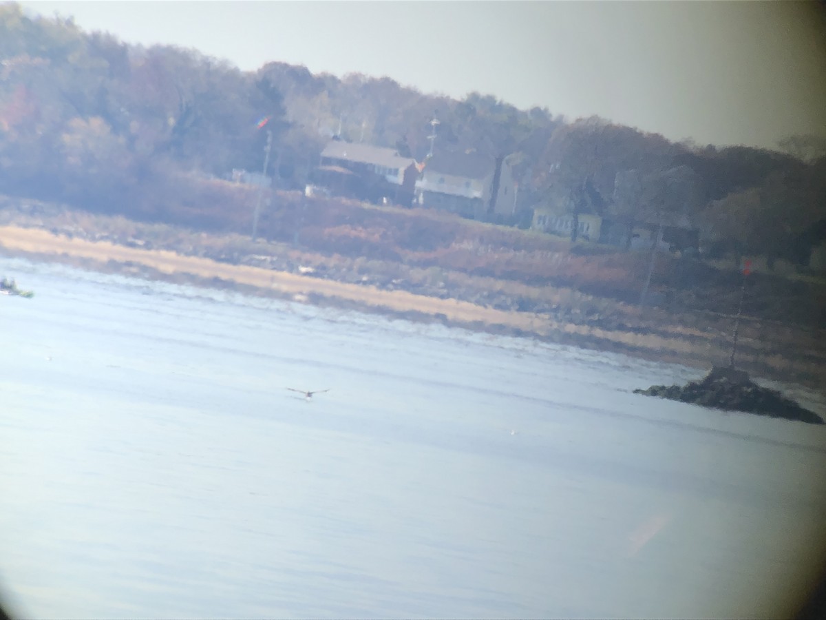 Brown Pelican - ML187724021