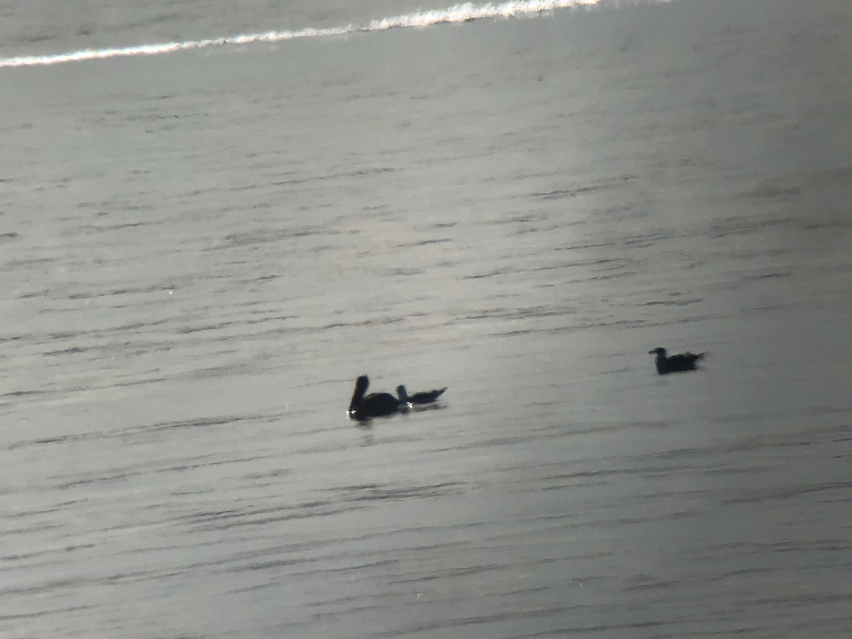 Brown Pelican - ML187724051