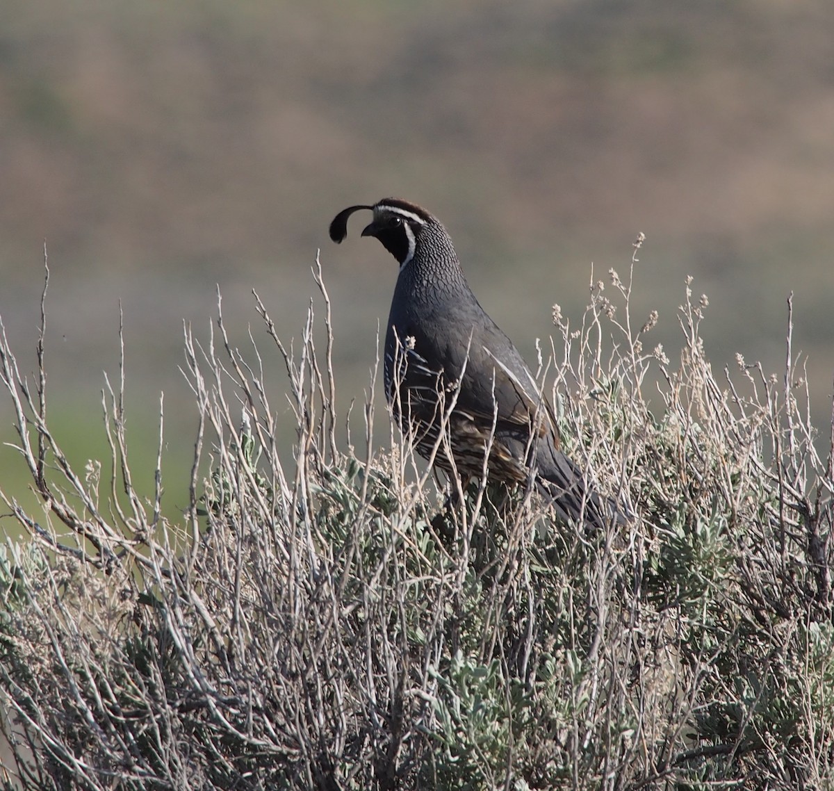 California Quail - ML187724971