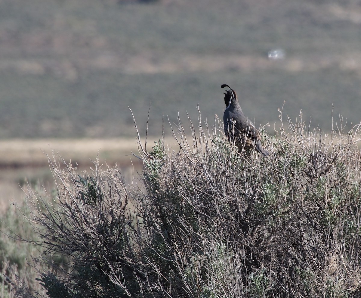 California Quail - ML187725041