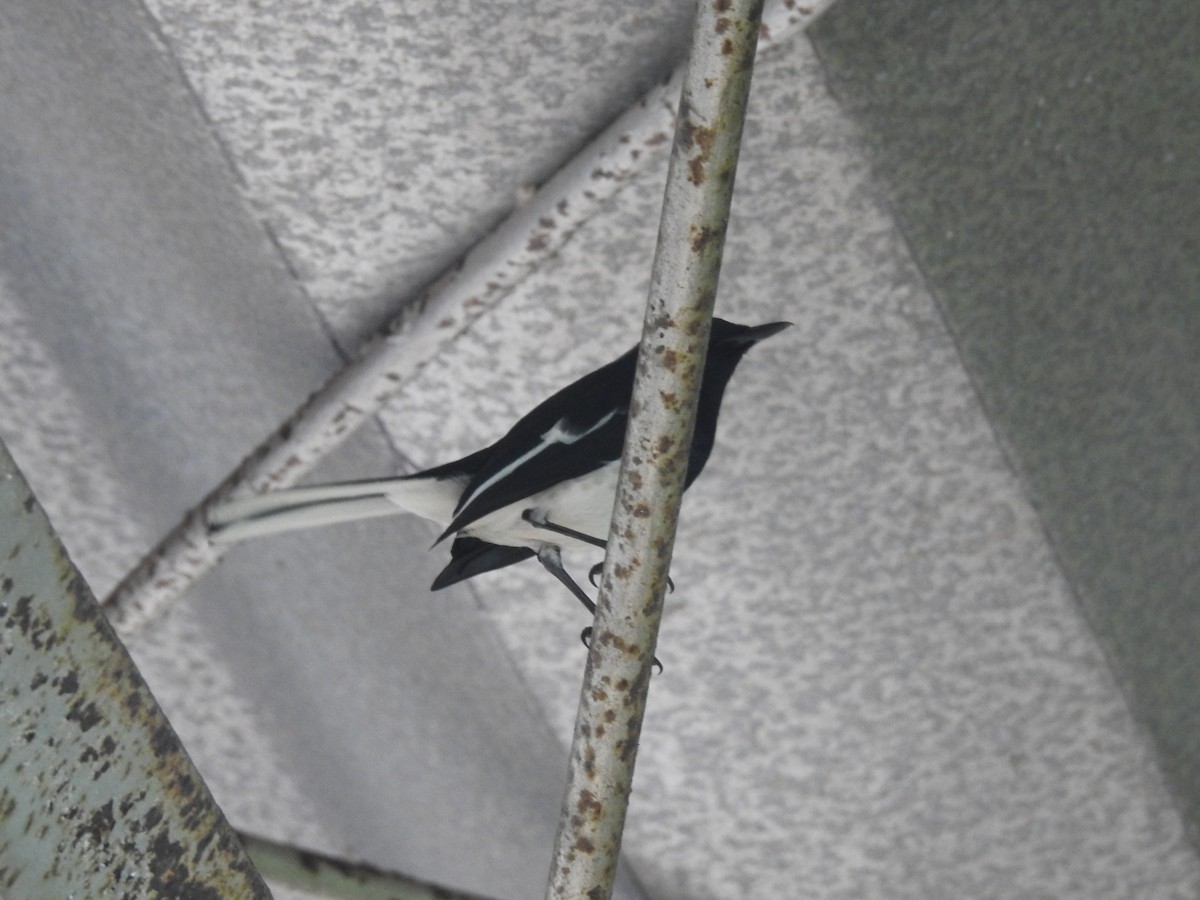Oriental Magpie-Robin - ML187725331