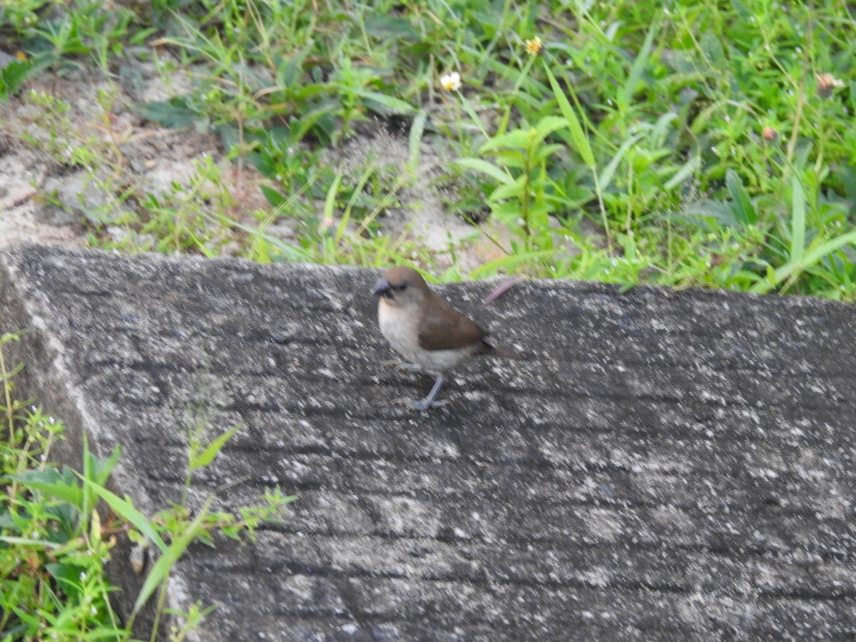 Scaly-breasted Munia - ML187725561