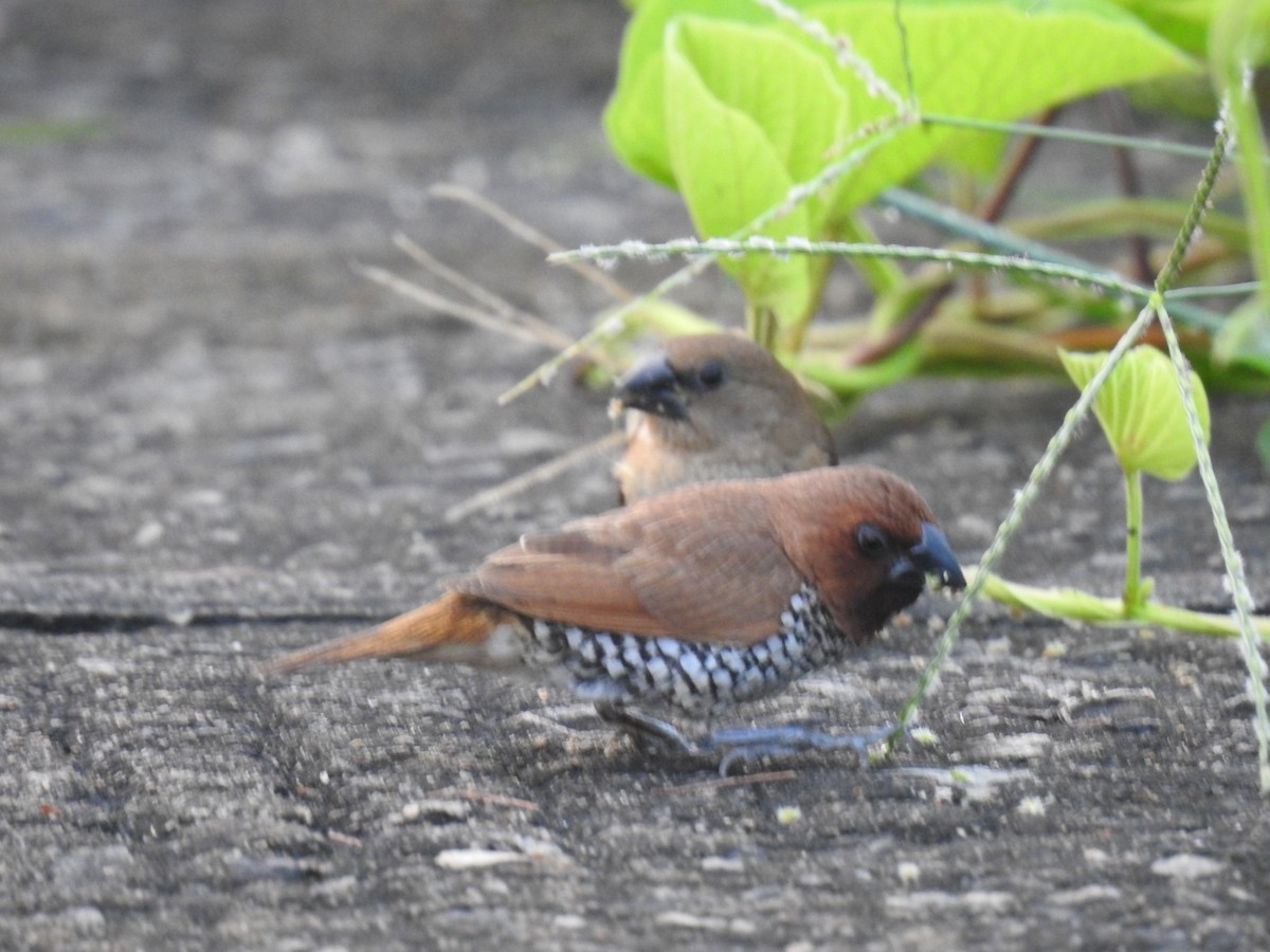 Scaly-breasted Munia - ML187725661