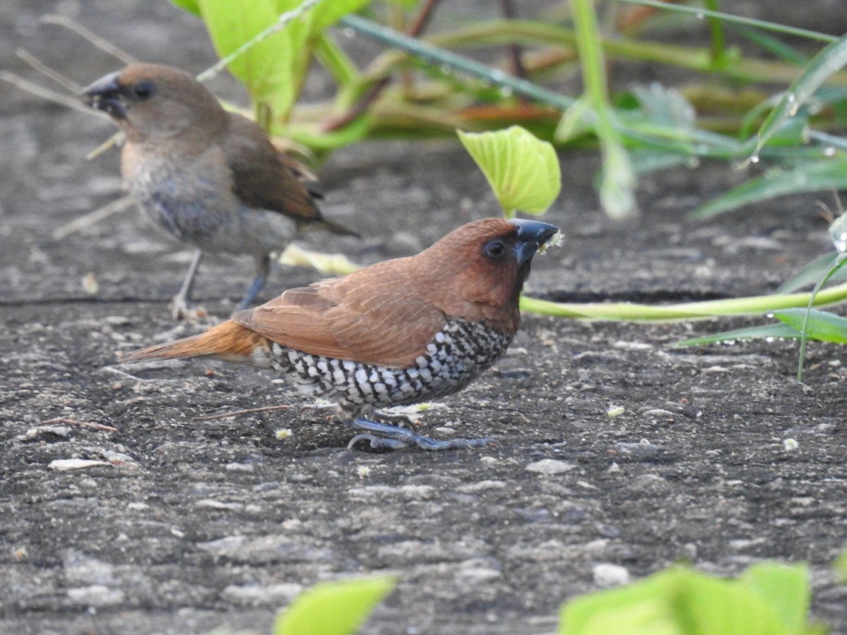 Scaly-breasted Munia - ML187725781