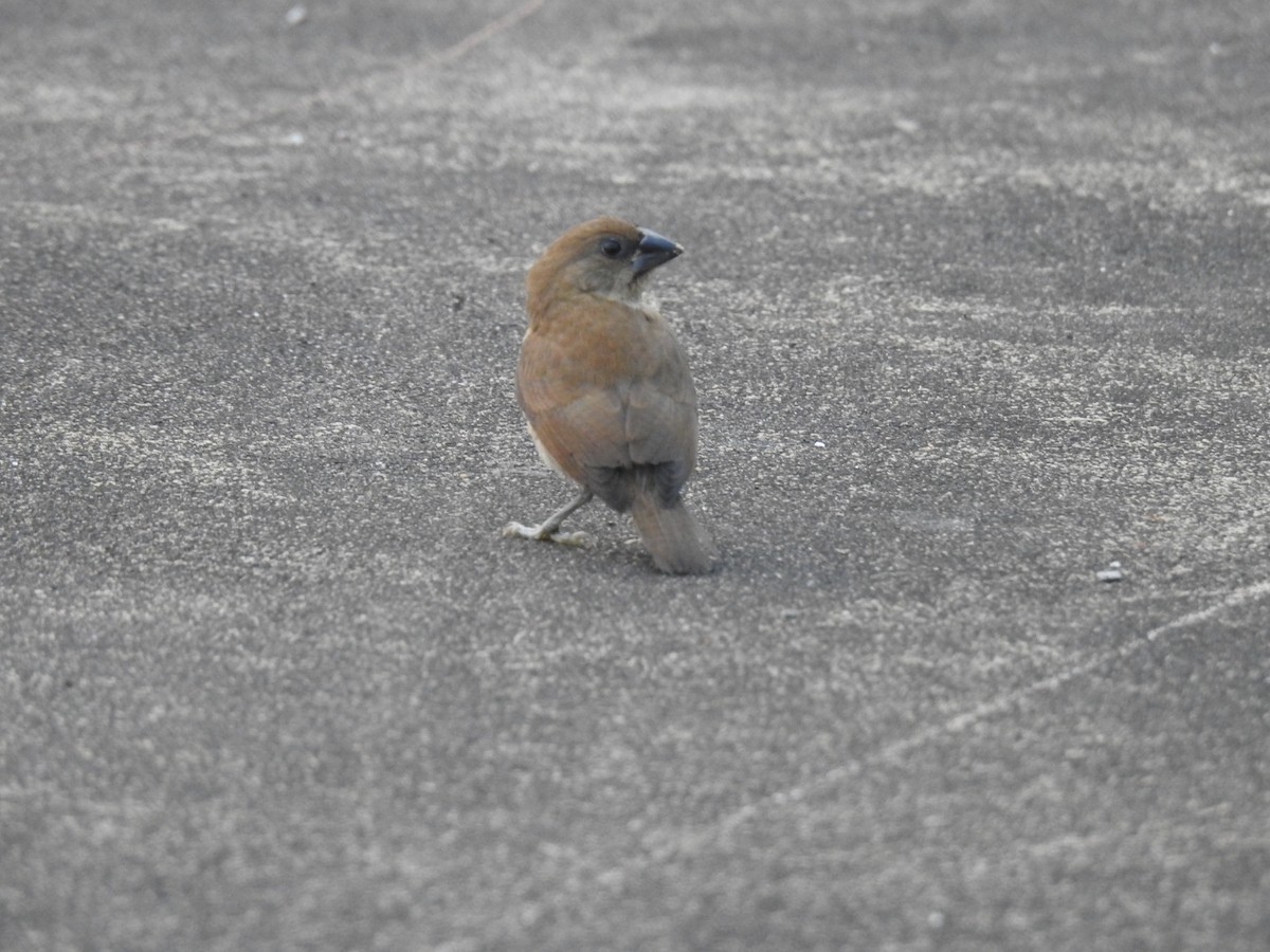 Scaly-breasted Munia - ML187726071