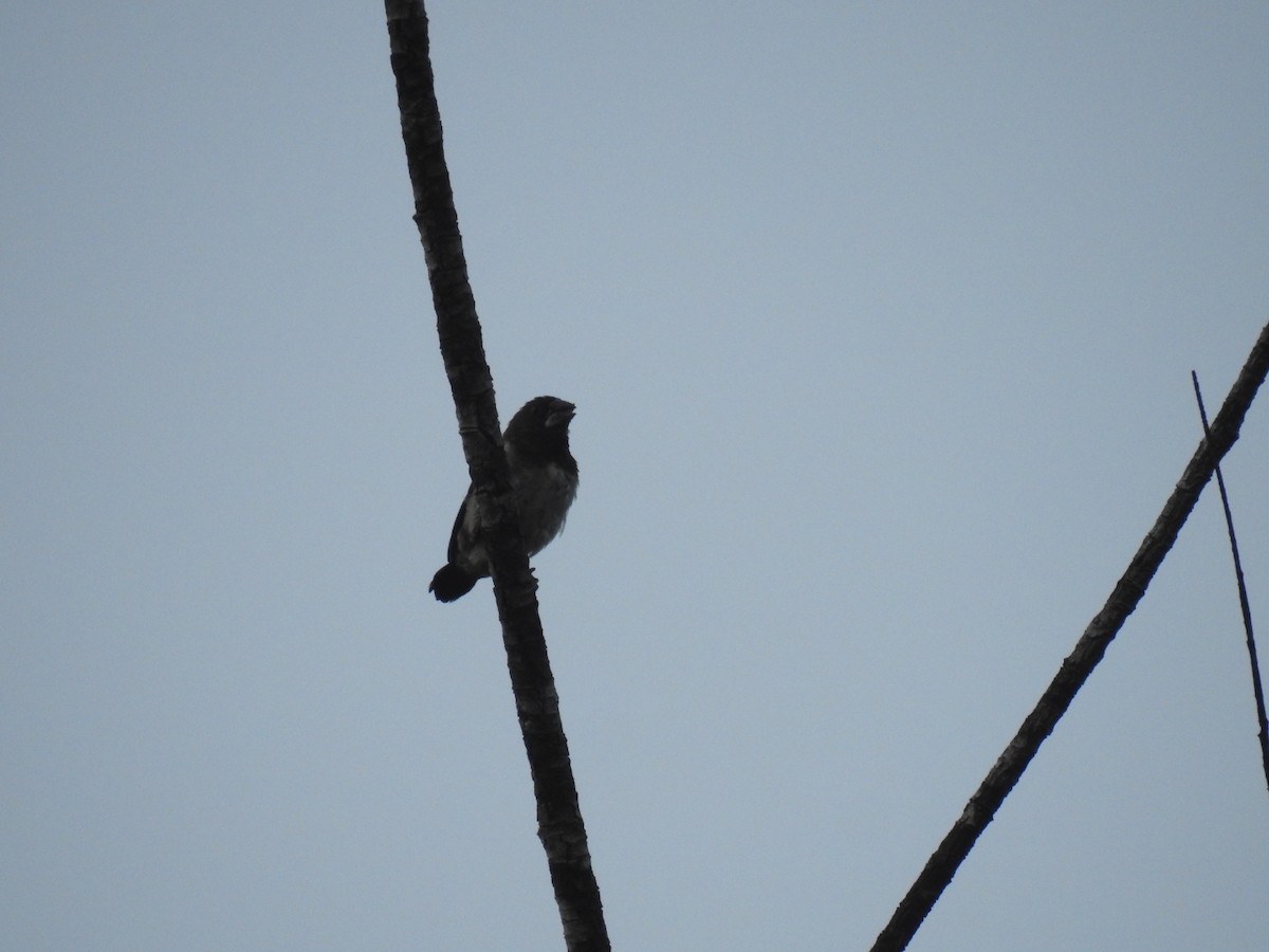 White-rumped Munia - ML187726211