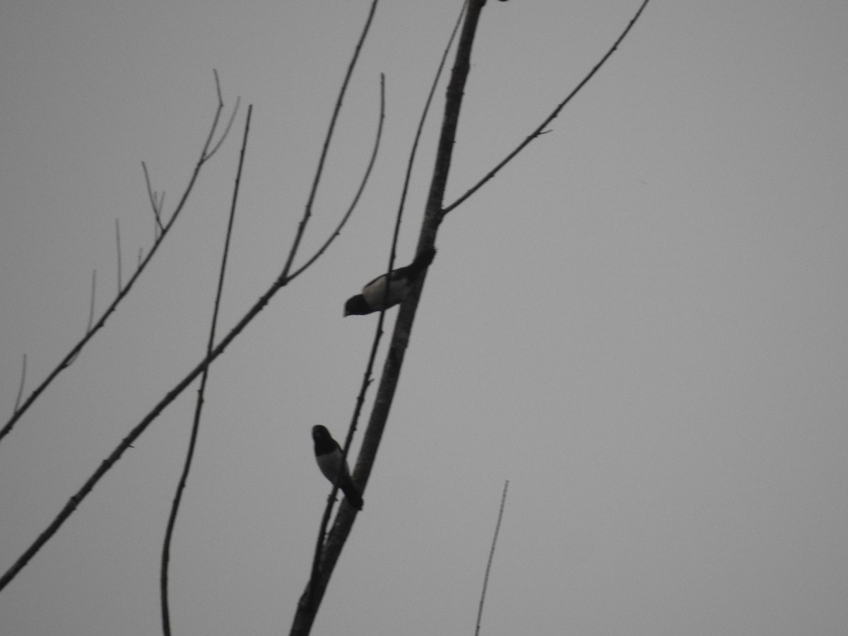 White-rumped Munia - ML187726241