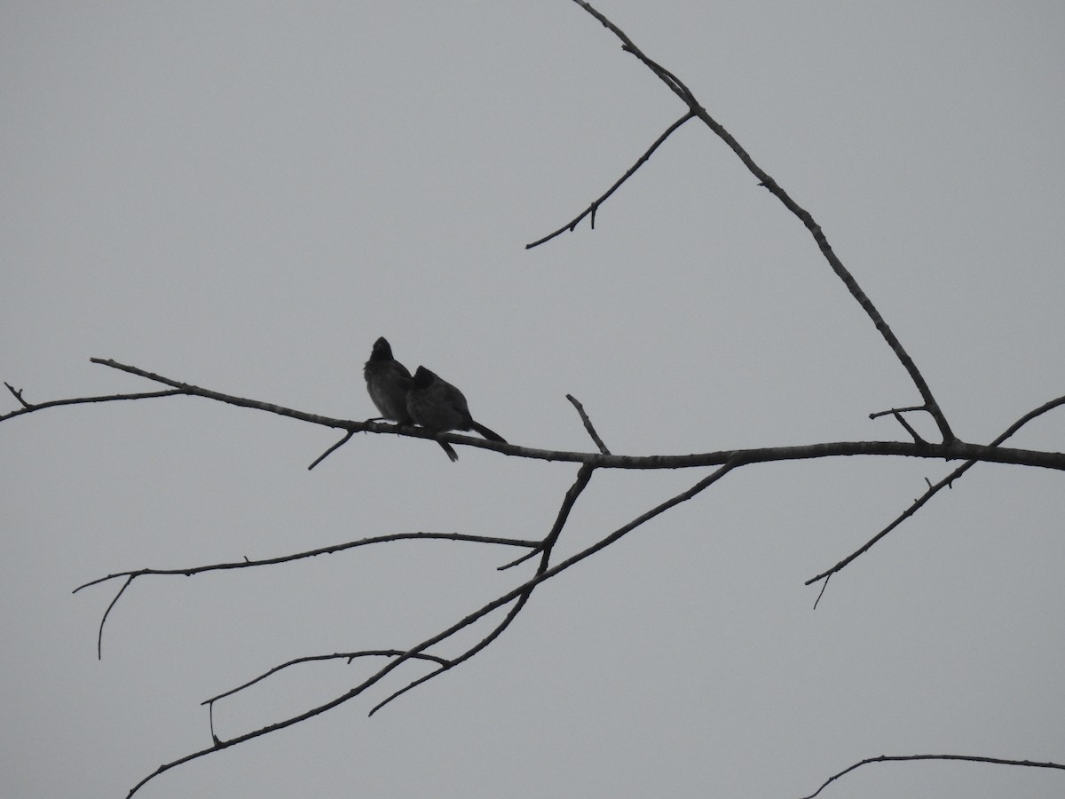 Red-vented Bulbul - ML187726491