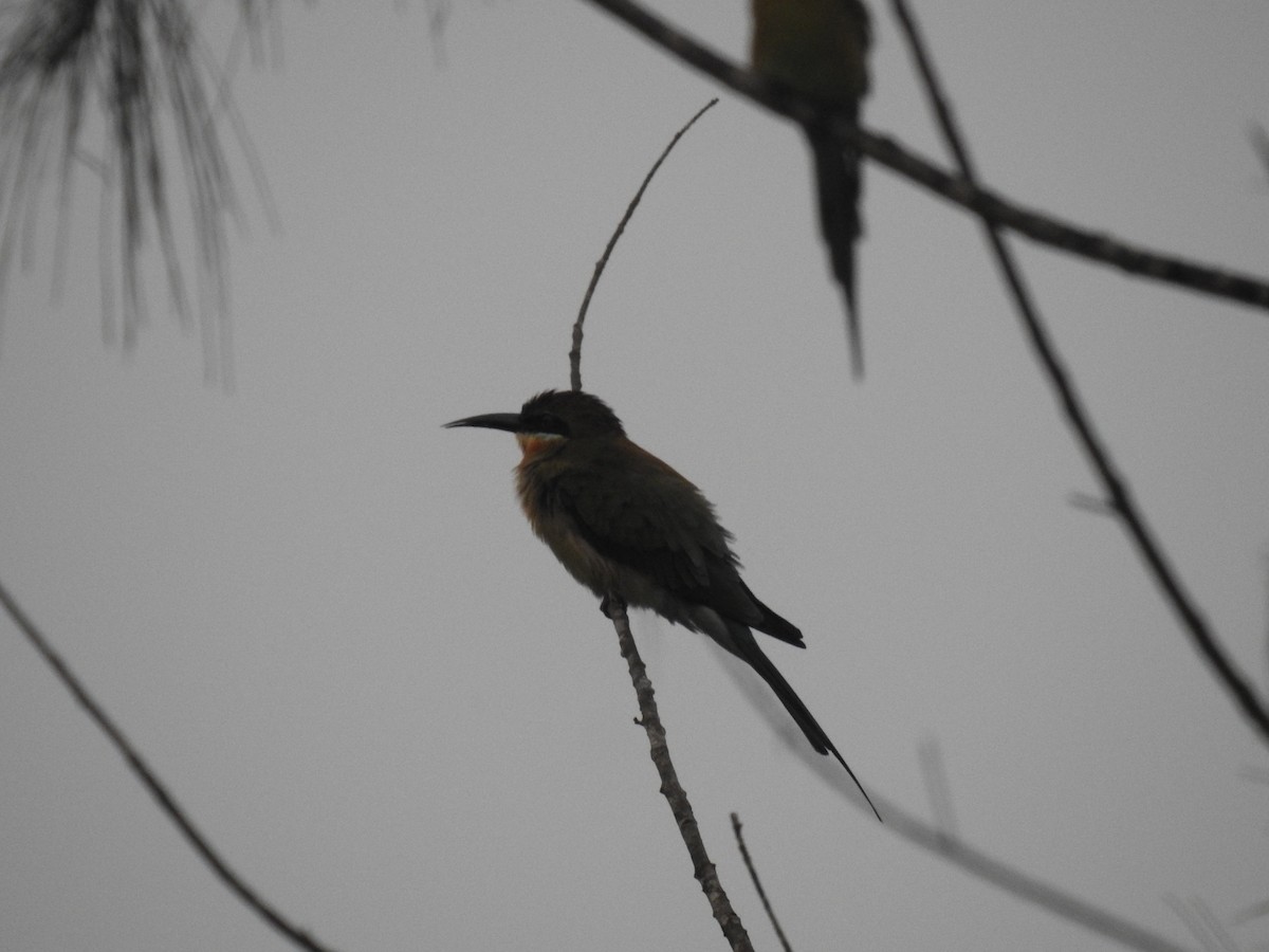 Blue-tailed Bee-eater - ML187726551