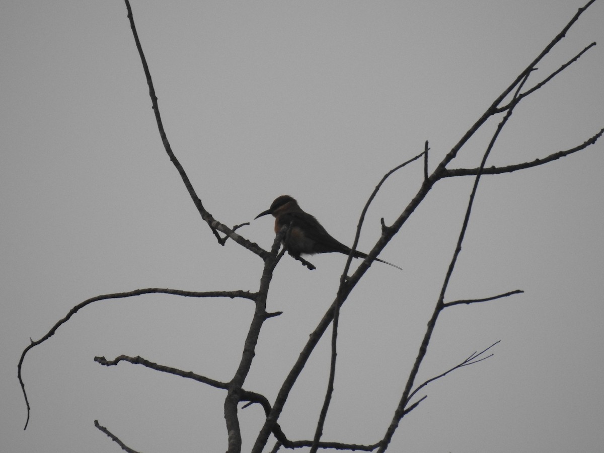 Blue-tailed Bee-eater - ML187726571