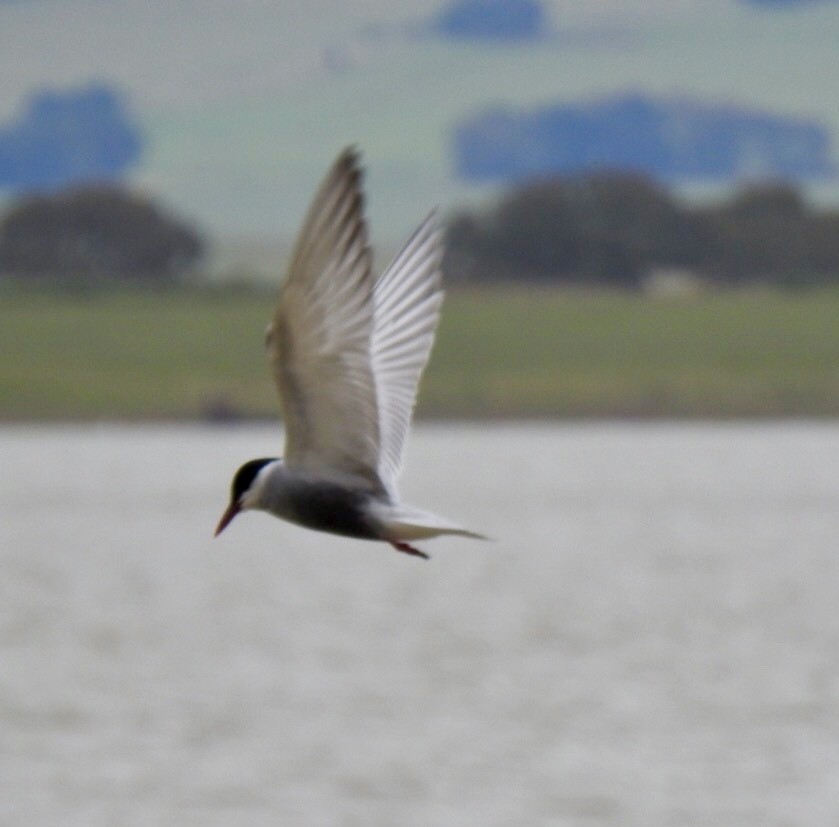 Whiskered Tern - Lissa Ryan