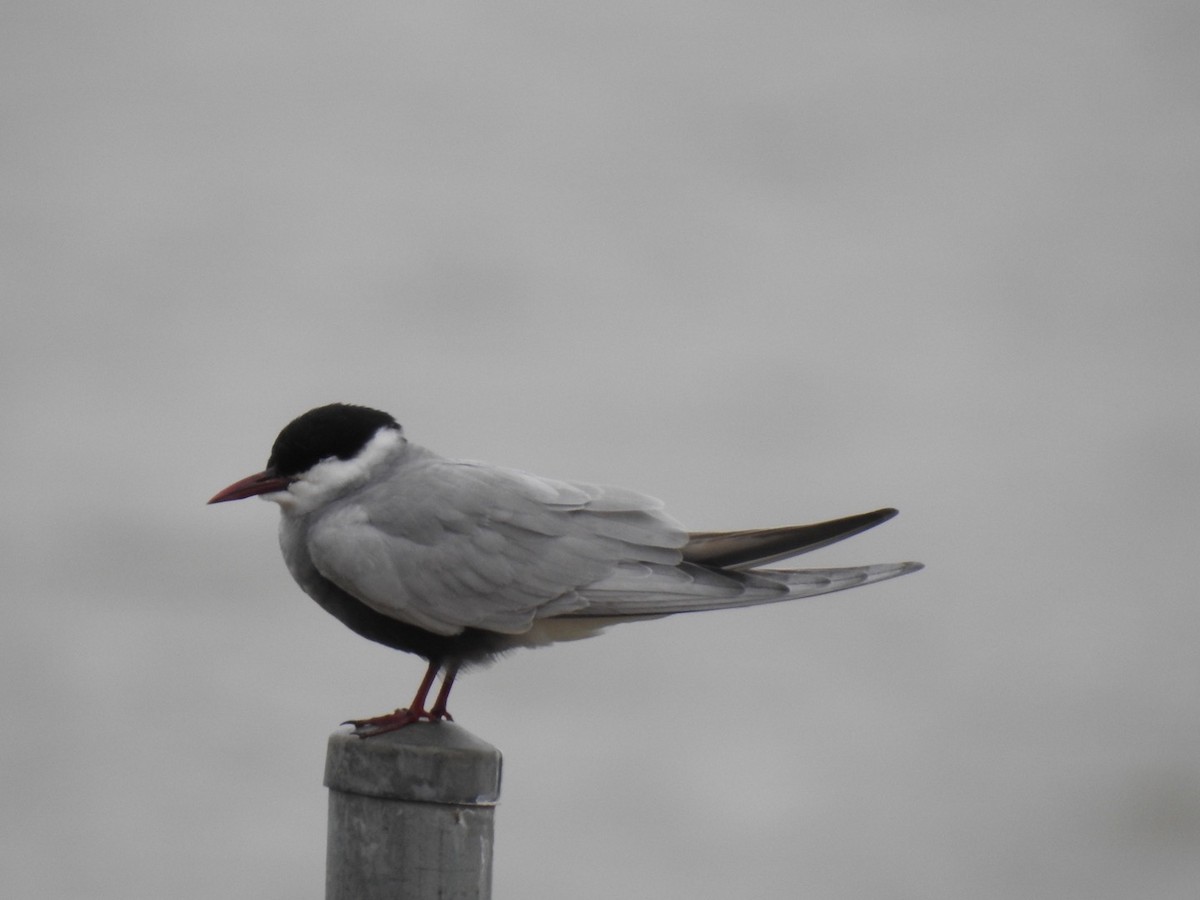 Whiskered Tern - Lissa Ryan