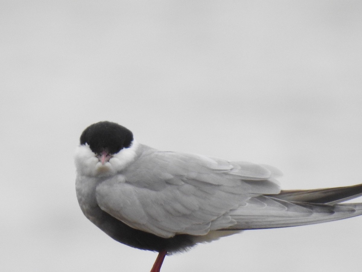 Whiskered Tern - Lissa Ryan