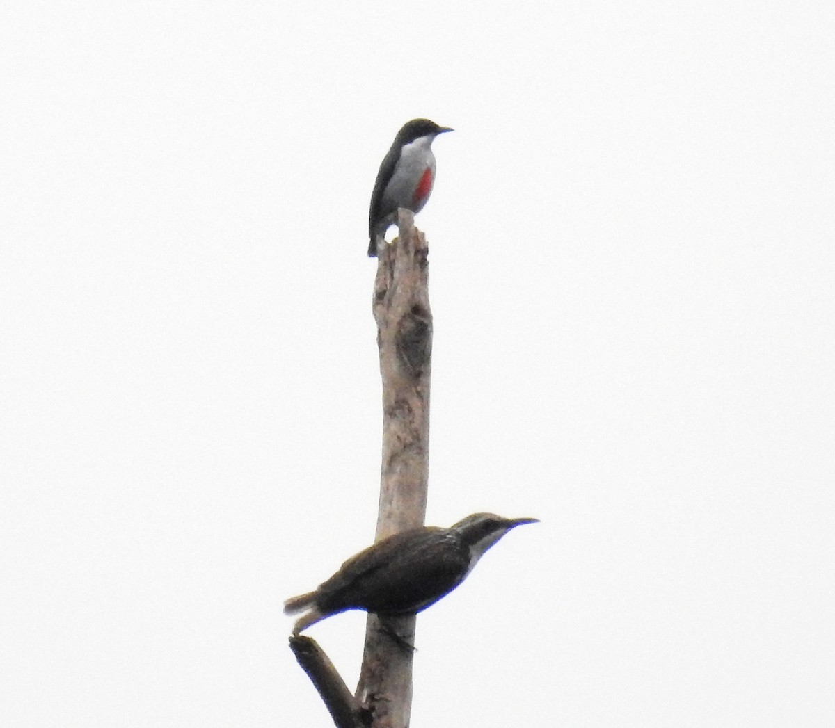 Red-keeled Flowerpecker - ML187730471