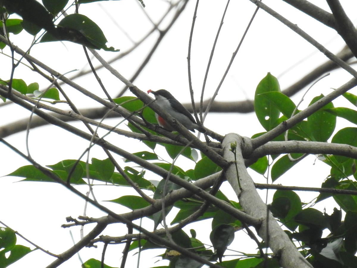 Red-keeled Flowerpecker - ML187730481