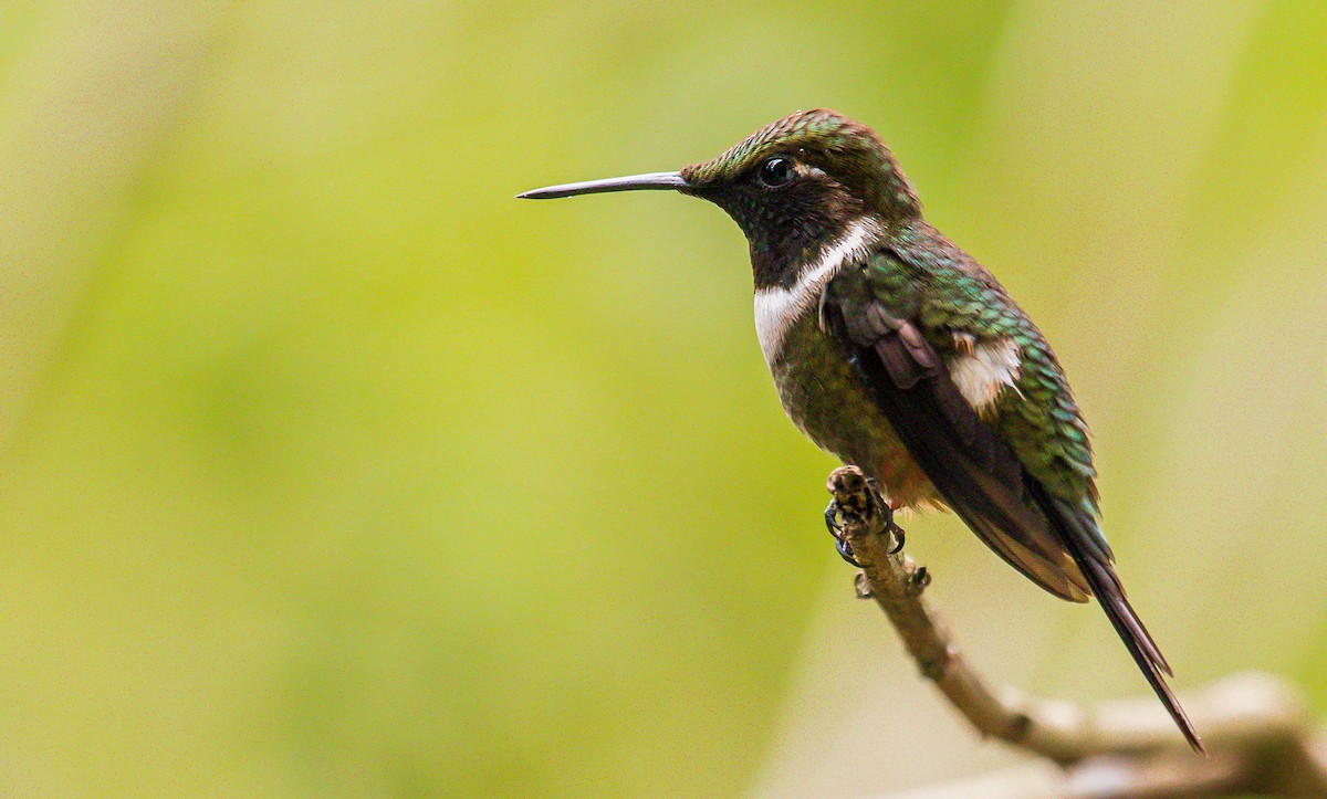 Purple-throated Woodstar - David Monroy Rengifo