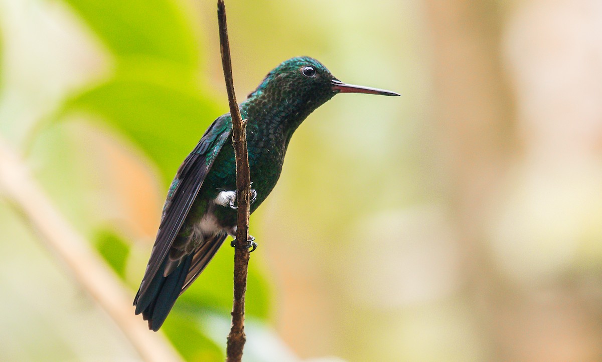 Steely-vented Hummingbird - ML187730531