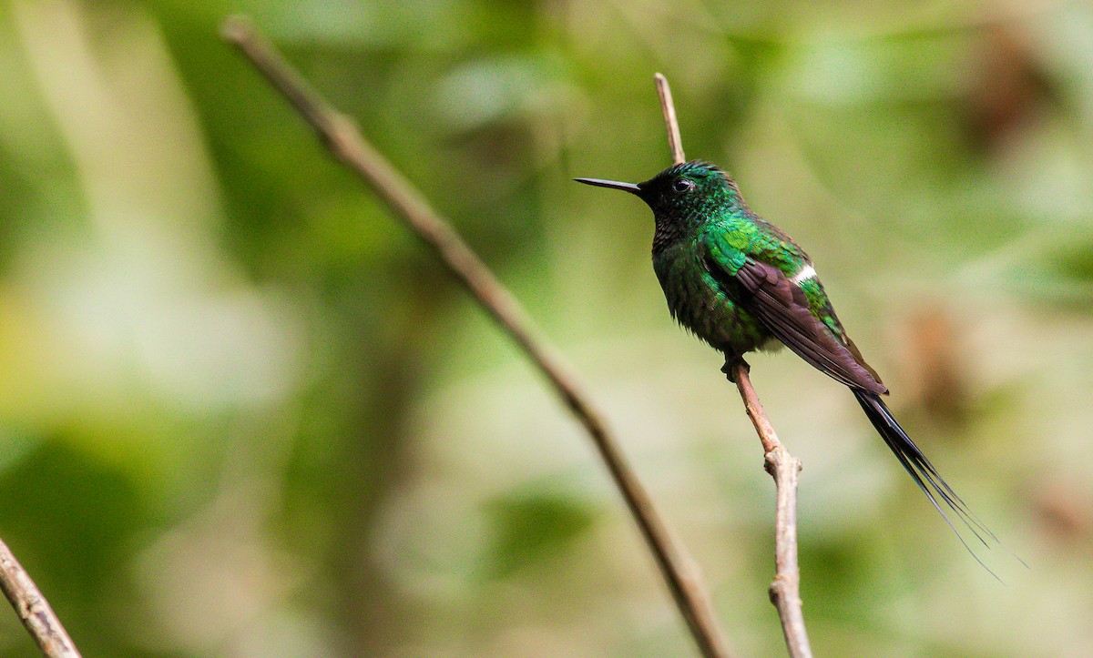 Rabudito Verde - ML187730641