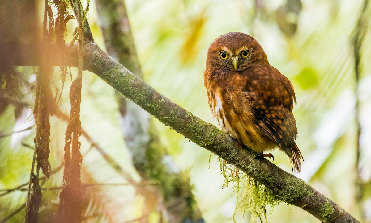 Andean Pygmy-Owl - David Monroy Rengifo
