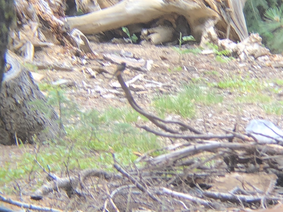 Black Phoebe - ML187731801